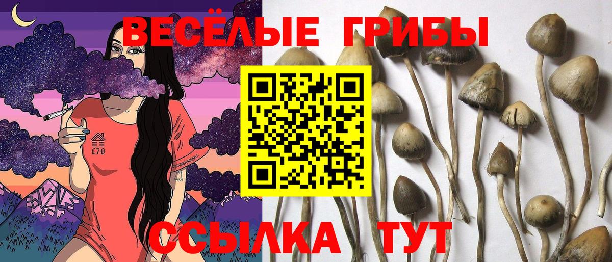 Качканар  Галлюциногенные грибы Psilocybe  Вход с VPN 